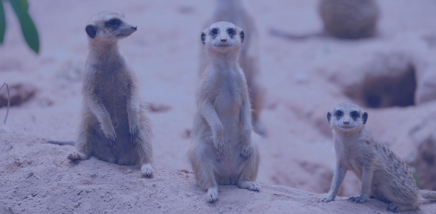 Three meerkats